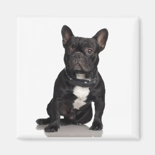 Magnet för Staffordshire tjurTerrier