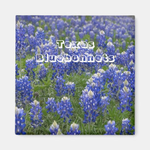 Magnet för Texas statlig blommaBluebonnets