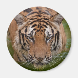 Magnet för Thailand tigerkyl