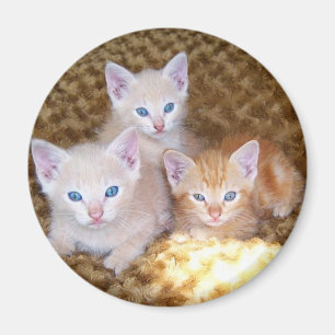 Magnet för tre lite kattungar