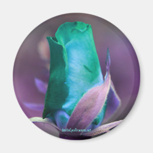 Magnet för turkosrosenknoppblomsterfotografi