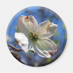 Magnet för vitDogwoodblomma