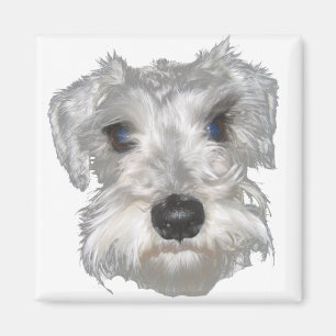 Magnet för vitminiatyrSchnauzer