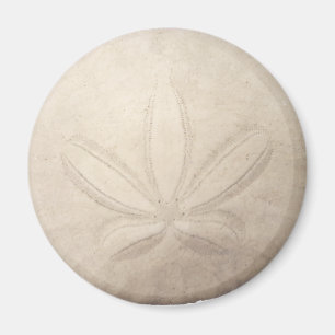 Magnet för vitSanddollar