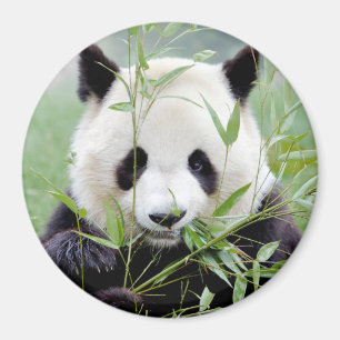 Magnet fotojättepanda. Pandainspektör.