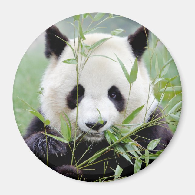 Magnet fotojättepanda. Pandainspektör. (Framsidan)