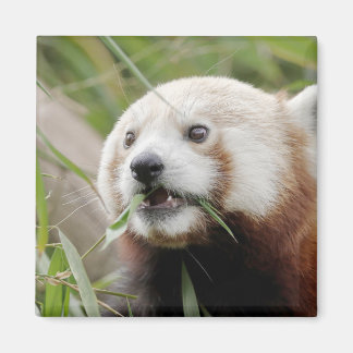 Magnet fotoröd panda. Panda roux.