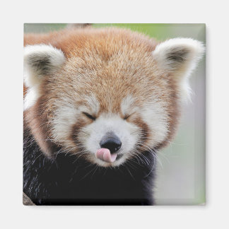 Magnet-fotoröd panda. Panda roux. Magnet