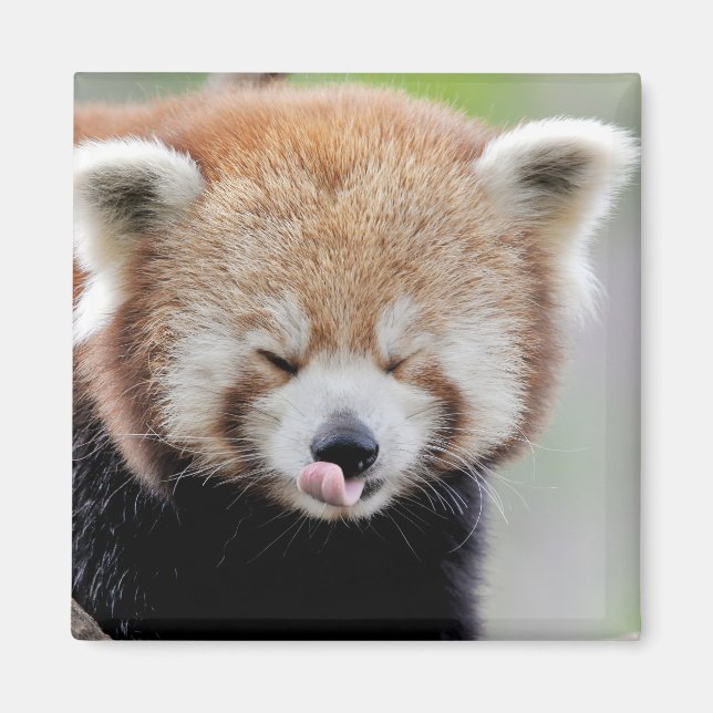 Magnet-fotoröd panda. Panda roux. Magnet (Framsidan)