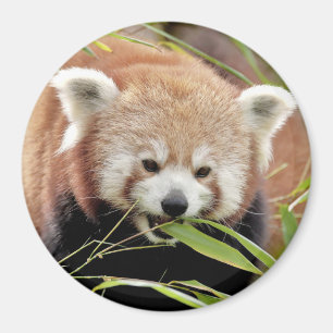 Magnet-fotoröd panda. Panda roux. Magnet