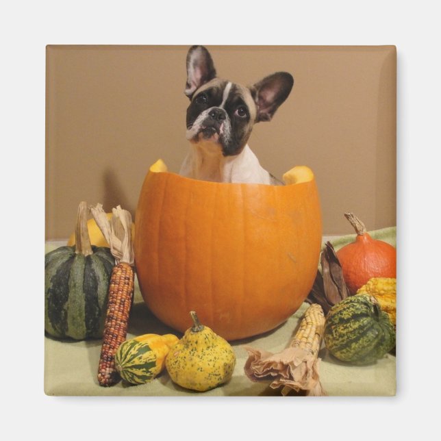 Magnet französische Bulldogge Halloween (Framsidan)