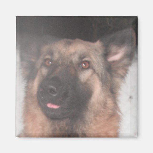 Magnet German Shepherd Sticking Tunga Out (Framsidan)