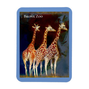 Magnet - Giraffes vid Bronx Zoo
