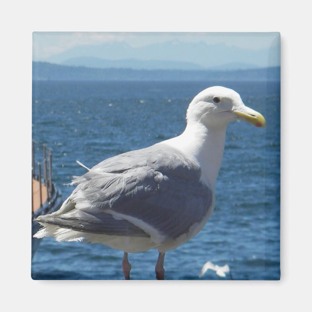 Magnet: Glaucous-winged Fiskmås Magnet (Framsidan)