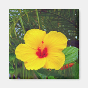 Magnet gul hibiskus för hawaiibo