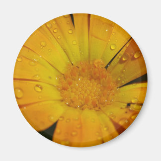 Magnet - Gult blomma med droppar av vatten