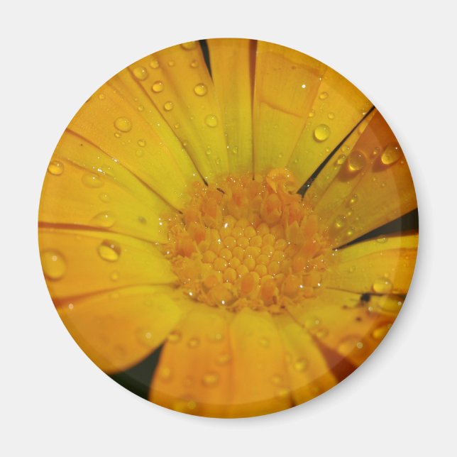 Magnet - Gult blomma med droppar av vatten (Framsidan)