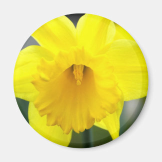 Magnet - Gult Daffodil