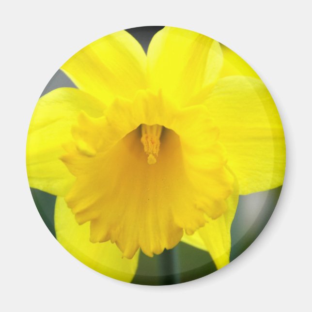 Magnet - Gult Daffodil (Framsidan)