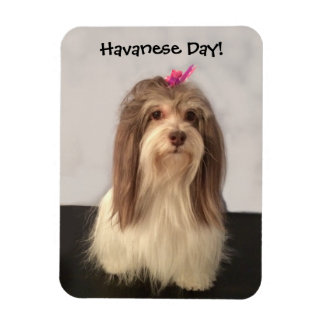 Magnet, HAVANESE DAY! av Nancy Lee Garrett Magnet
