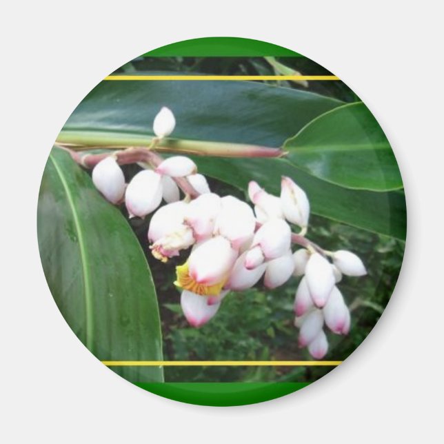 Magnet-Hawaii Snäcka Ginger Magnet (Framsidan)