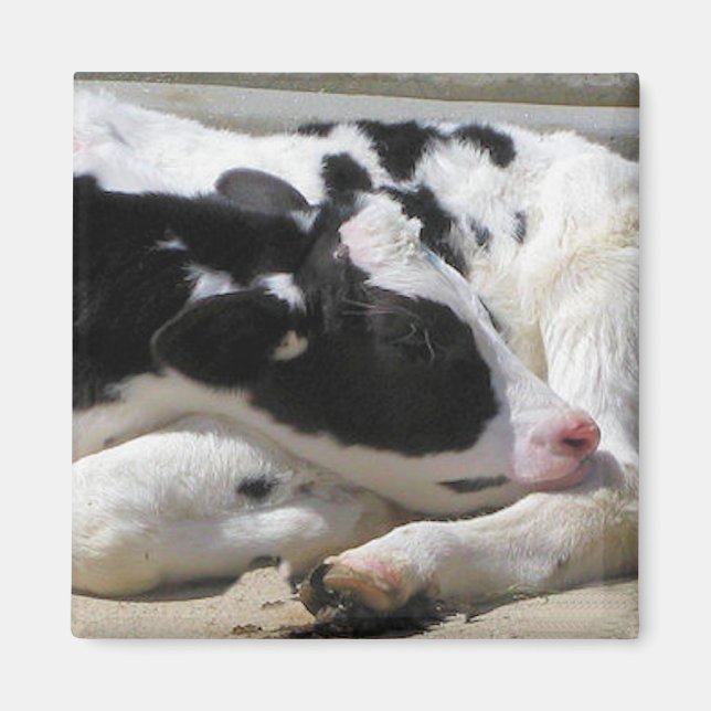 Magnet, Heifer, Baby Cow-fotografi Magnet (Framsidan)