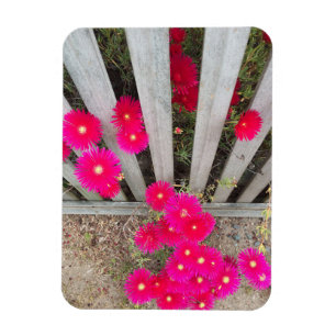 Magnet High rosa Disys