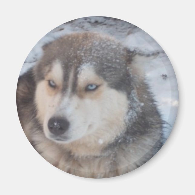 Magnet Husky Blue Ögon (Framsidan)