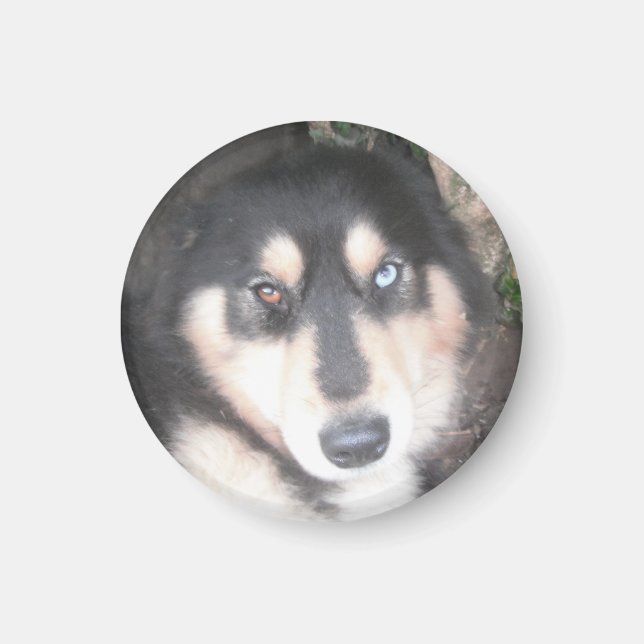Magnet Husky One Blue Öga One Brown Öga (Framsidan)