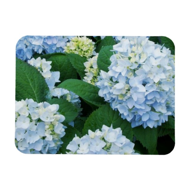 Magnet Hydrangea (Horisontell)