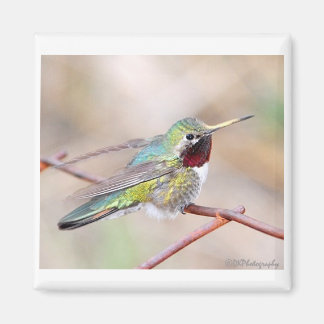 Magnet i Hummingbird Series
