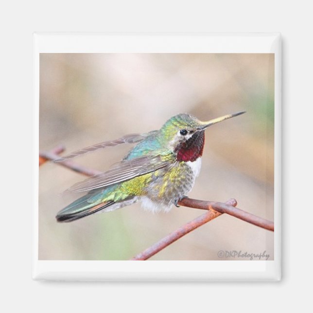 Magnet i Hummingbird Series (Framsidan)