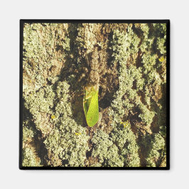 Magnet - Infångad Leafhopper