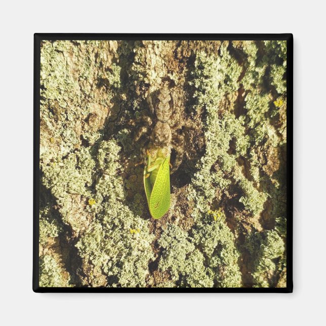 Magnet - Infångad Leafhopper (Framsidan)