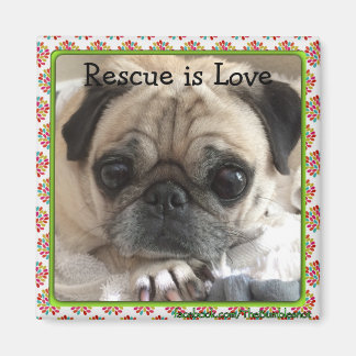 Magnet/Itsy Pug: Räddingen är Kärlek Magnet