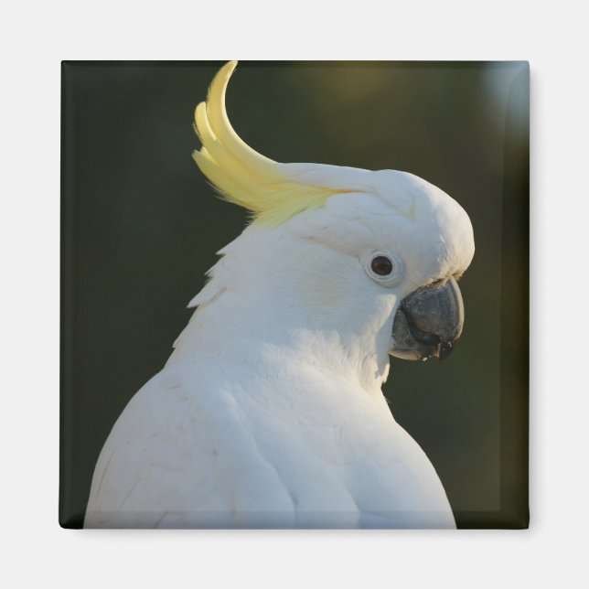 Magnet Kakadu (Framsidan)