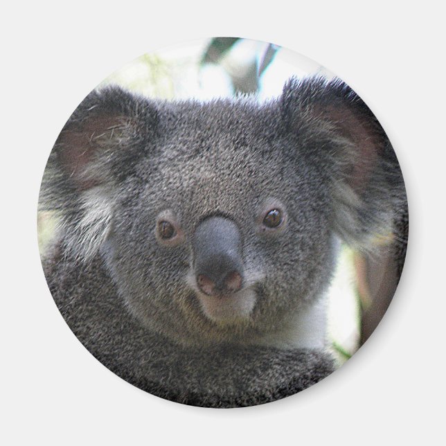 Magnet Koala Australia Photo ZIZAGO (Framsidan)