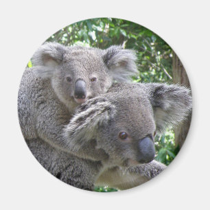 Magnet Koala och Baby Australien Foto