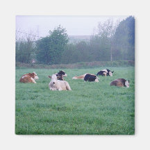 Magnet - Kor - Färg