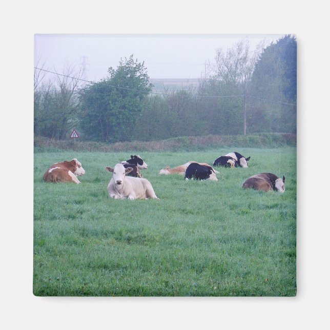 Magnet - Kor - Färg (Framsidan)