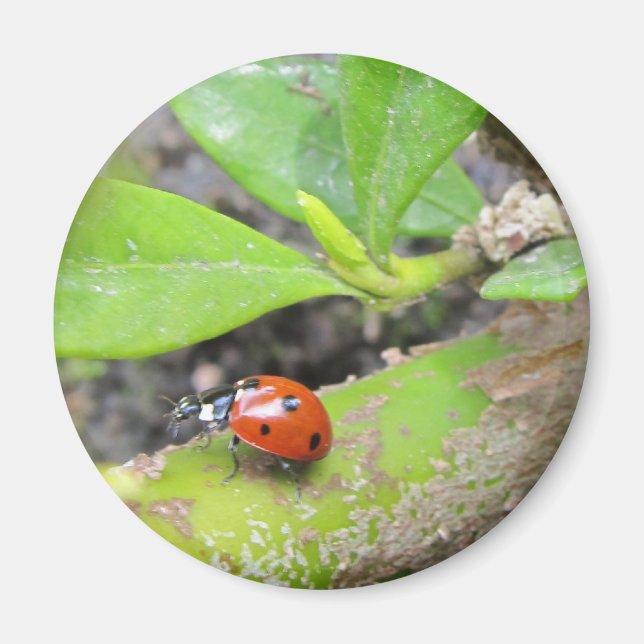 Magnet—Ladybug Magnet (Framsidan)