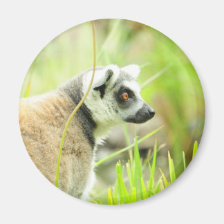 Magnet-Lemur-Ring Tails Magnet