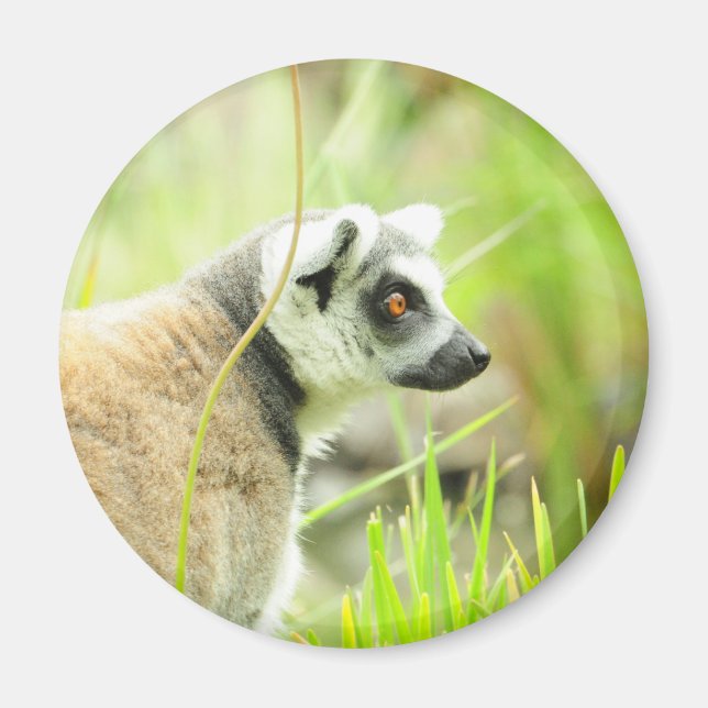 Magnet-Lemur-Ring Tails Magnet (Framsidan)