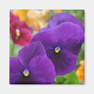 Magnet: Lila Pansies Magnet