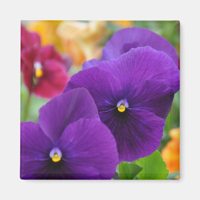 Magnet: Lila Pansies Magnet (Framsidan)