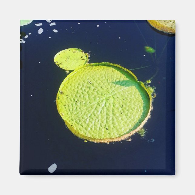 Magnet - Lily Pad (Chicago) (Framsidan)