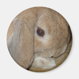 Magnet - Lop Eared Dwarf Rabbit