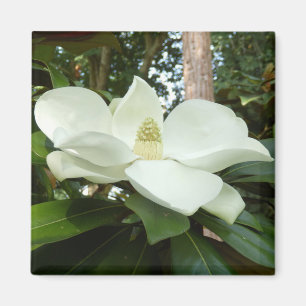 Magnet Magnolia Grandiflora
