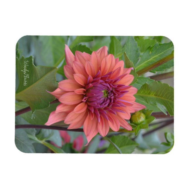 Magnet med  dahlia (Horisontell)