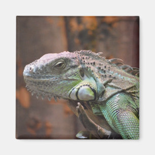 Magnet med färglös Iguana-ödla